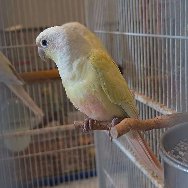 mixed-half-moon-conure-for-sale