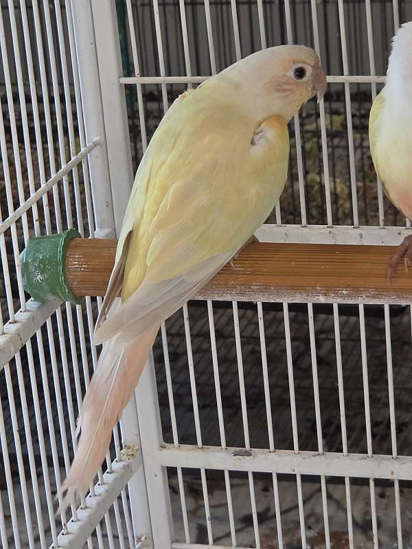 green-companion-rare-bird-for-sale