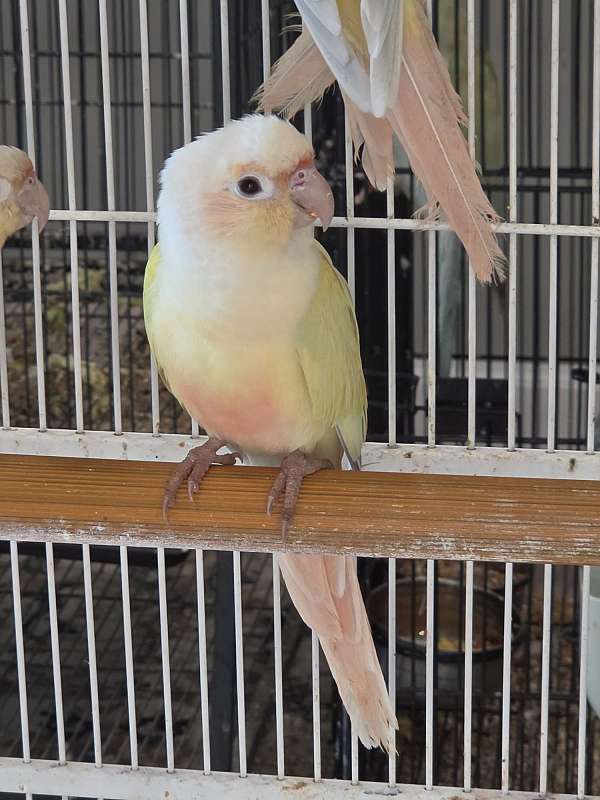peach-companion-rare-bird-for-sale