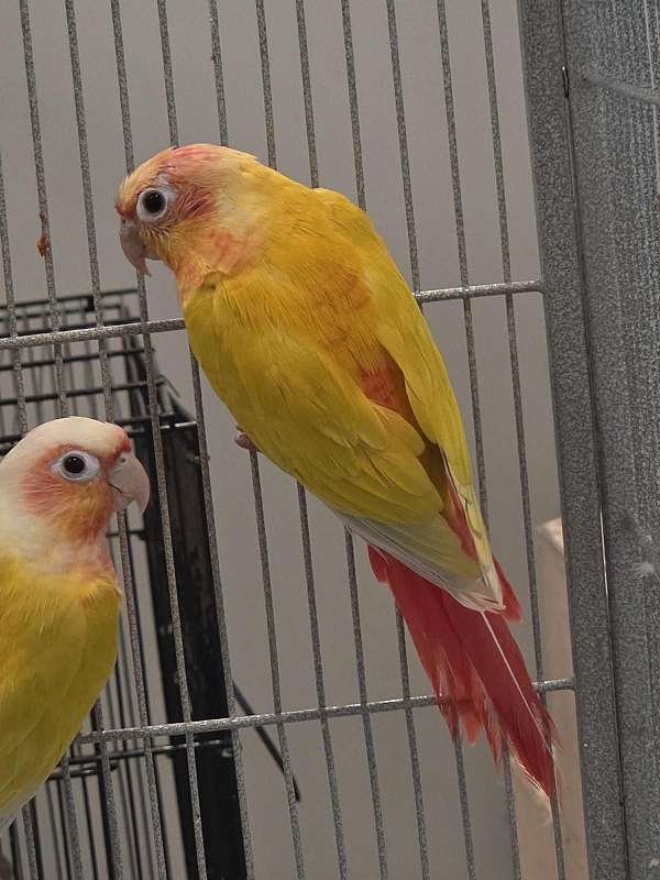 sun-conure-for-sale