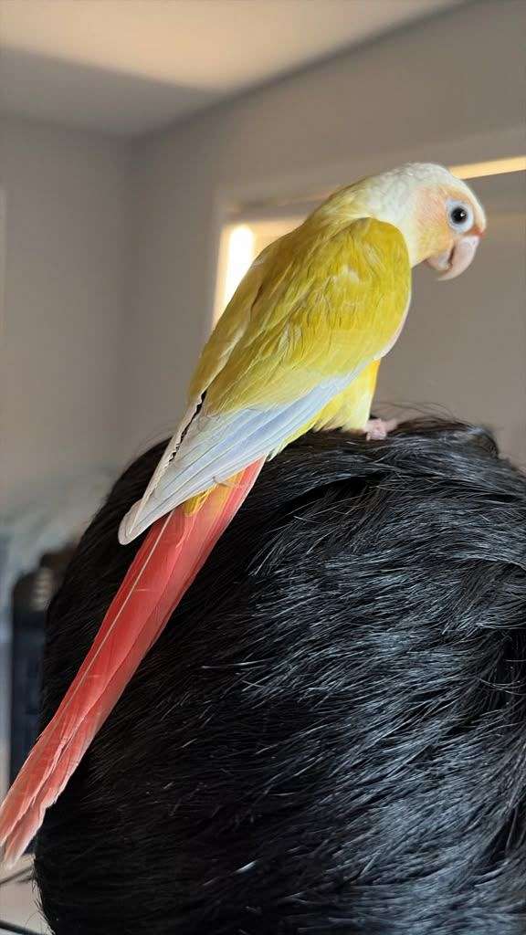medium-bird-for-sale