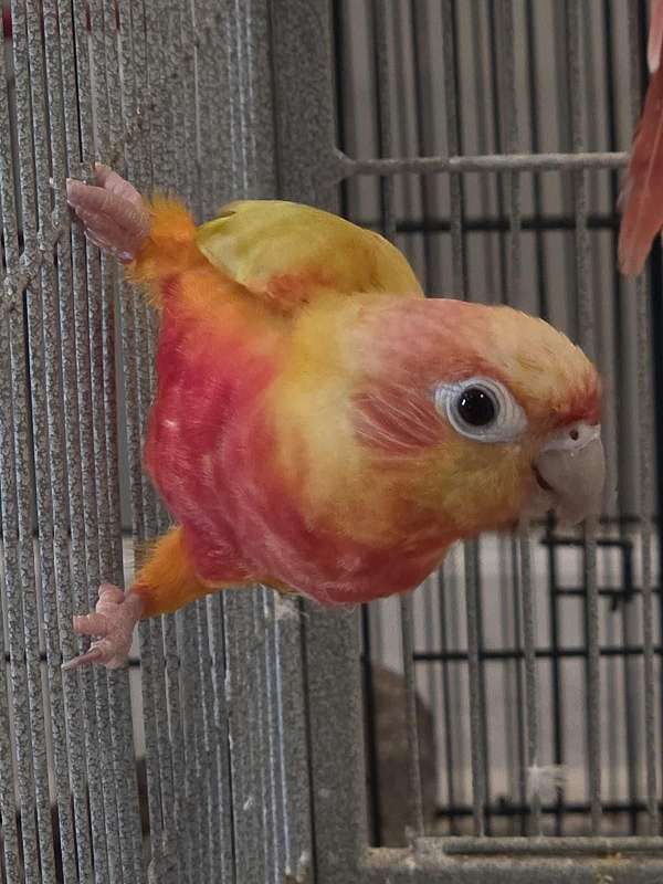 medium-sun-conure-for-sale