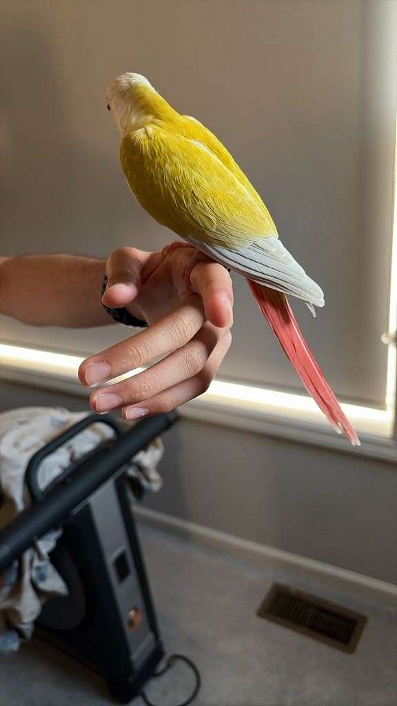 young-bird
