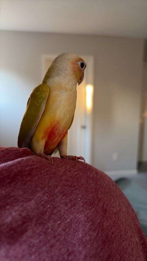 young-sun-conure-for-sale