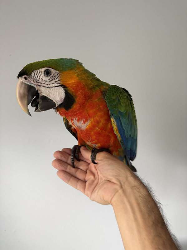 hyacinth-macaw-for-sale