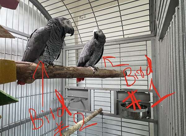 adult-bird-for-sale-in-evanston-il