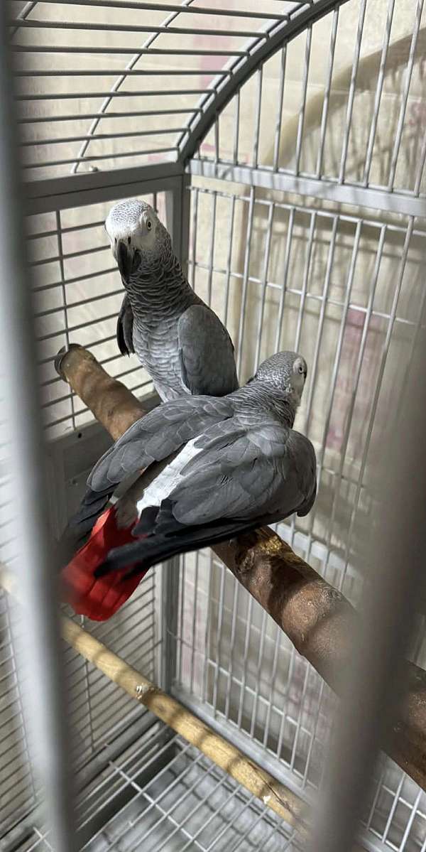 grey-bird-for-sale-in-evanston-il