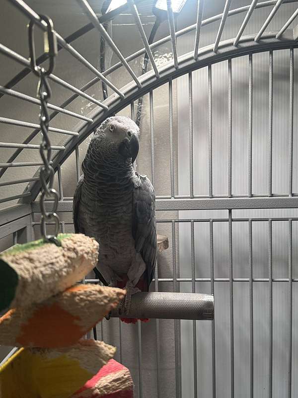 large-bird-for-sale-in-evanston-il