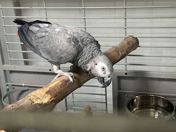 bonded-pair-tame-bird-for-sale-in-evanston-il