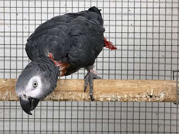 mature-bird-for-sale-in-oklahoma-city-ok