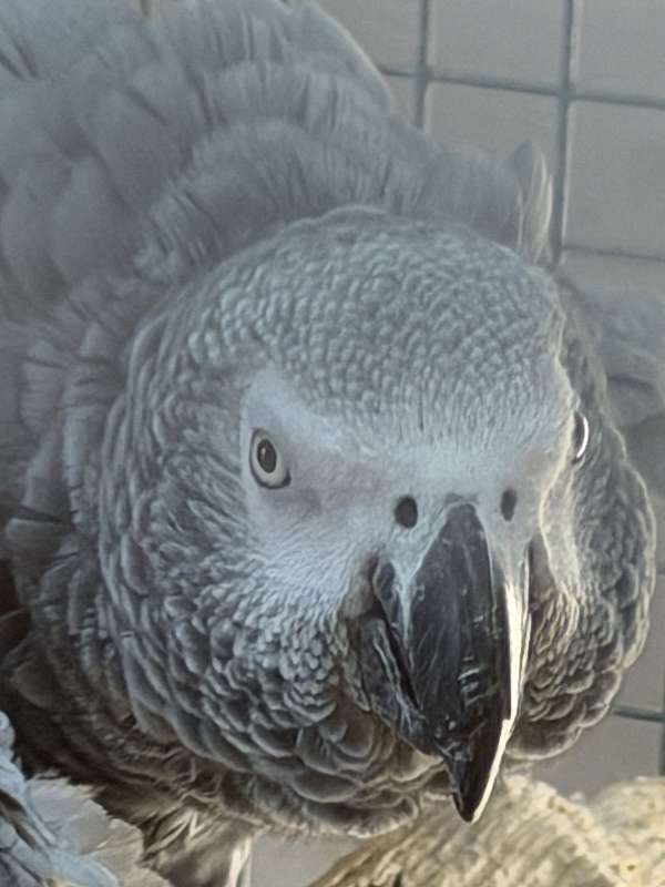 african-grey-parrot-for-sale