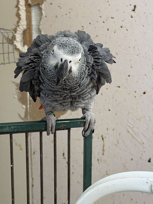 bird-for-sale-in-oklahoma-city-ok