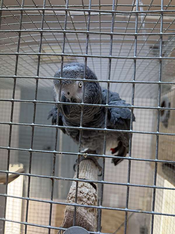 african-grey-parrot-for-sale-in-oklahoma-city-ok