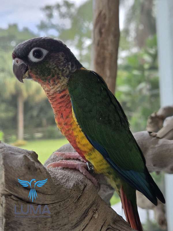 opaline-yellow-green-cheek-conure-for-sale