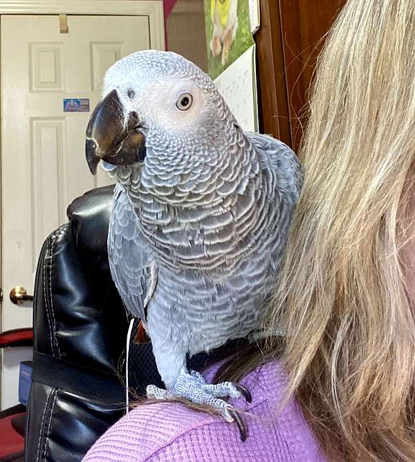 african-grey-parrot-for-sale