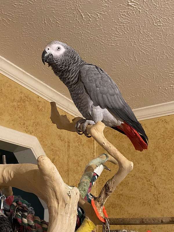 grey-african-grey-parrot-for-sale