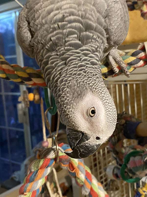 grey-bird-for-sale