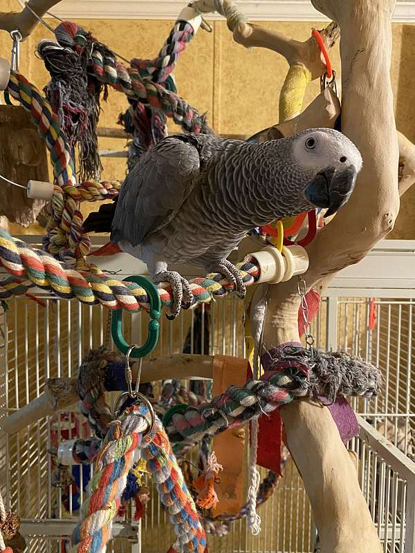 medium-bird-for-sale