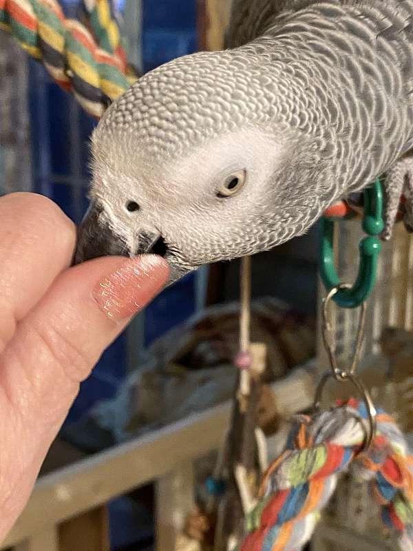 medium-grey-bird-for-sale