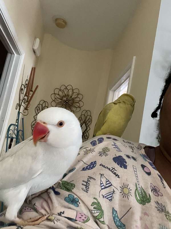 blue-white-bird-for-sale-in-douglasville-ga