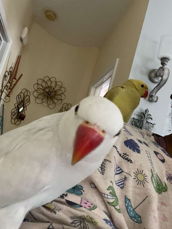ringneck-parakeet-for-sale-in-douglasville-ga