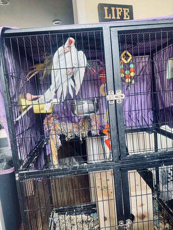 exotic-bird-for-sale-in-douglasville-ga