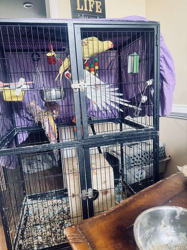 medium-bird-for-sale-in-douglasville-ga