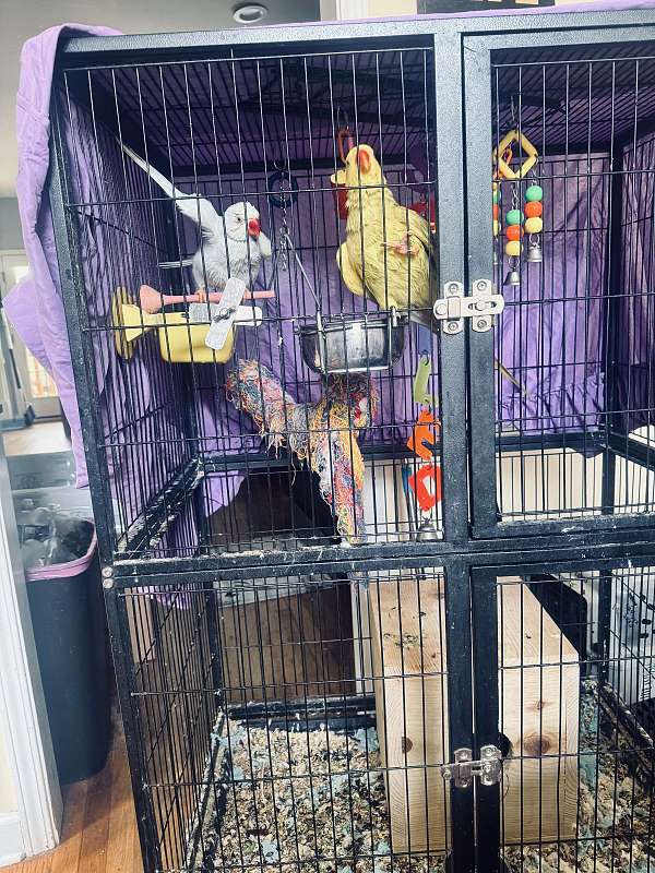 cute-bird-for-sale-in-douglasville-ga