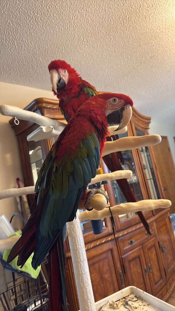 macaw-for-sale-in-greeley-co