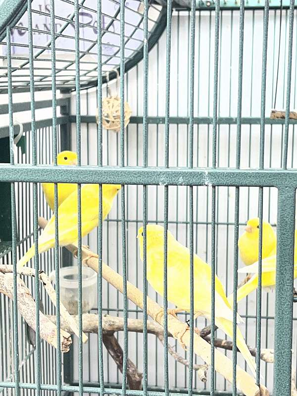 green-yellow-belgian-waterslager-canary-for-sale
