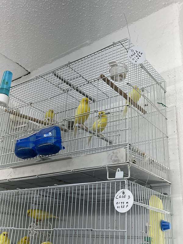 belgian-waterslager-canary-for-sale-in-san-antonio-tx