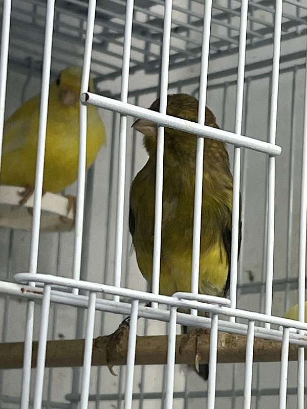 pet-singing-belgian-waterslager-canary-for-sale