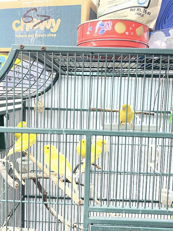 medium-pet-singing-bird-for-sales
