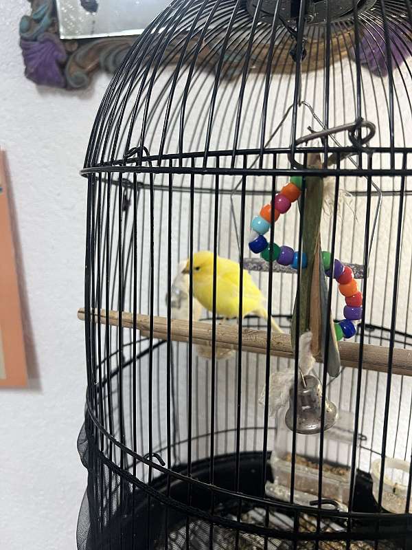 pet-singing-bird-for-sale-in-san-antonio-tx