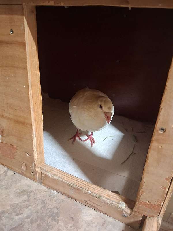 white-bird-for-sale-in-middletown-oh