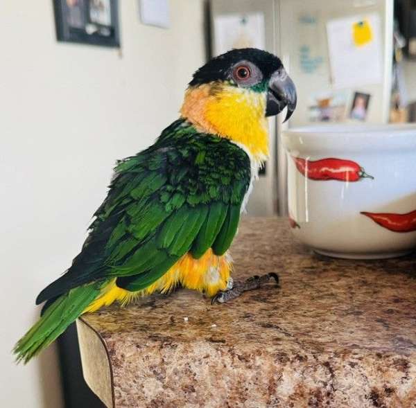 rescue-black-headed-caique-for-sale
