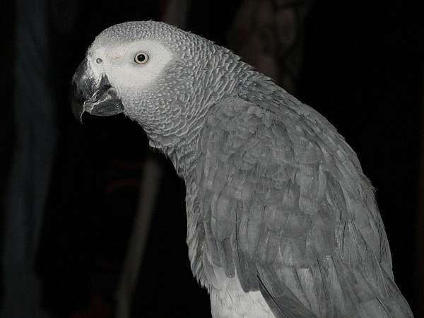large-homing-tame-bird-for-sales