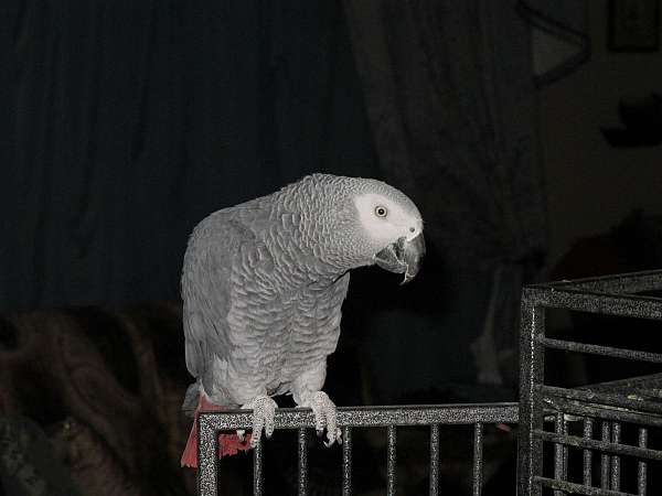 african-grey-parrot-for-sale