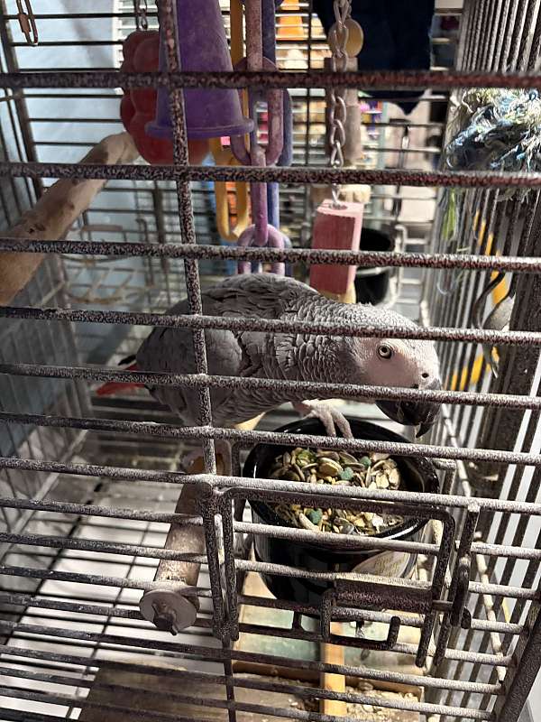 grey-african-grey-parrot-for-sale