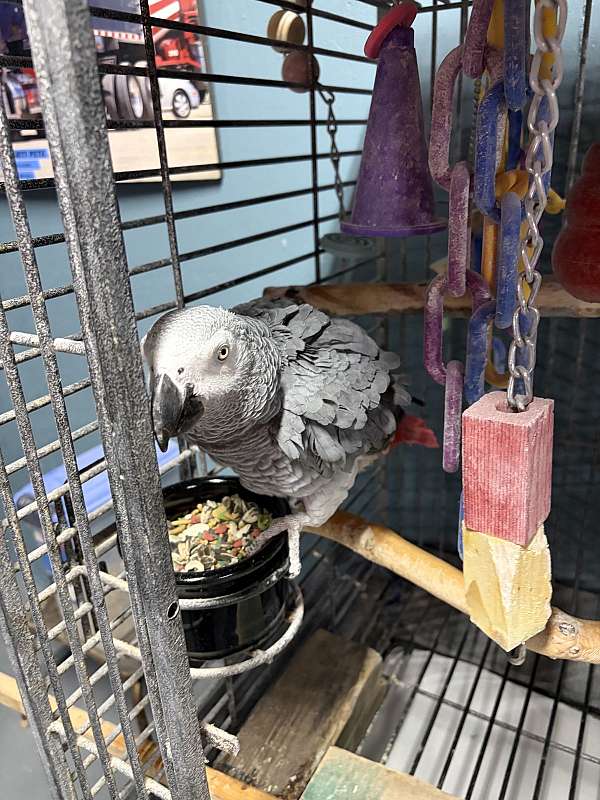 grey-bird-for-sale