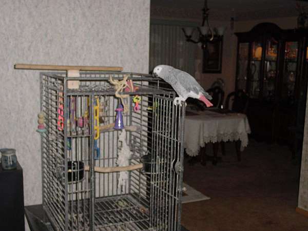large-bird-for-sale