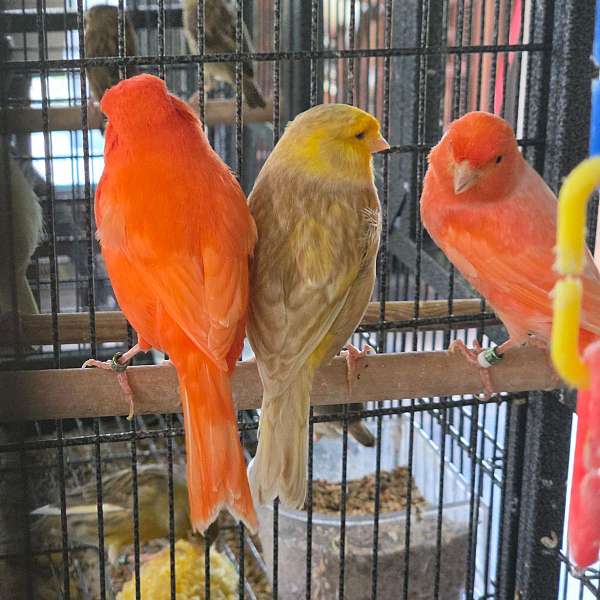 diamond-dove-for-sale