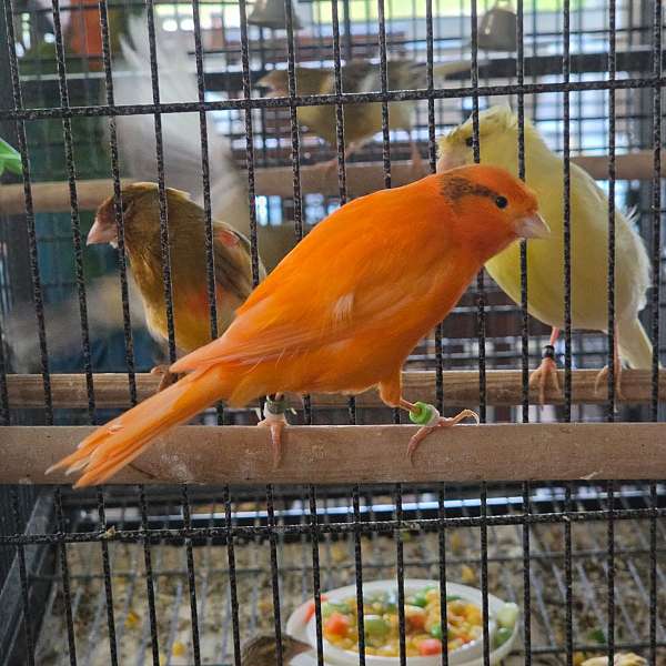 bird-for-sale-in-minneapolis-mn