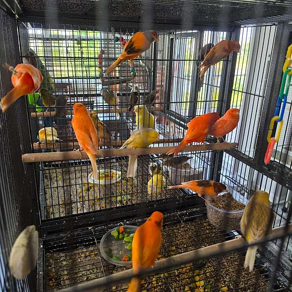 mixed-bird-for-sale