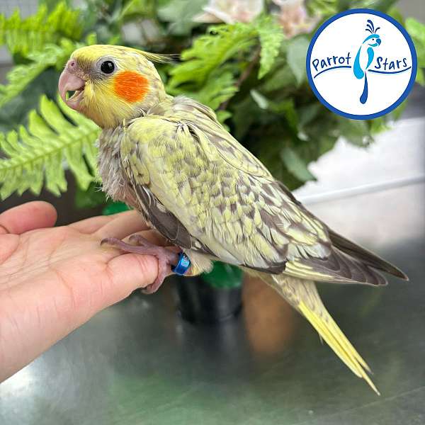 cinnamon-pearl-rescue-bird-for-sale