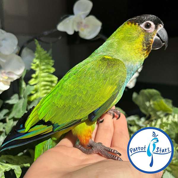 nanday-conure-for-sale
