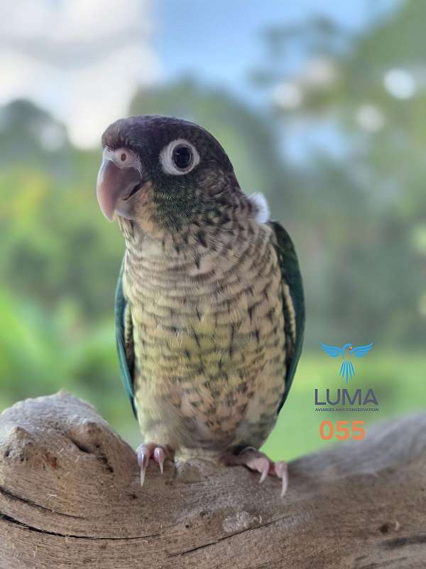 cute-bird-for-sale-in-palm-city-fl