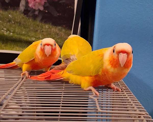 green-cheek-conure-for-sale-in-fort-white