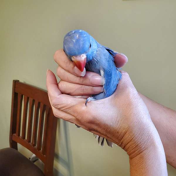 rare-bird-for-sale-in-sinking-spring-pa