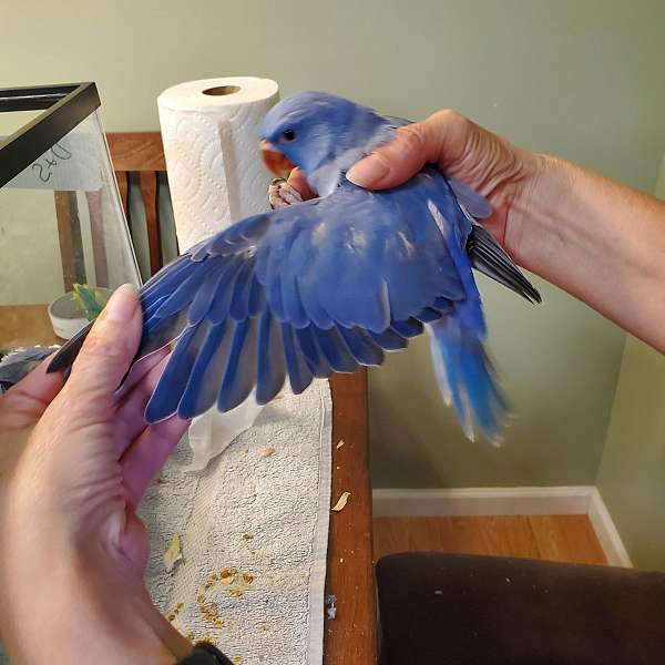 green-bird-for-sale-in-sinking-spring-pa